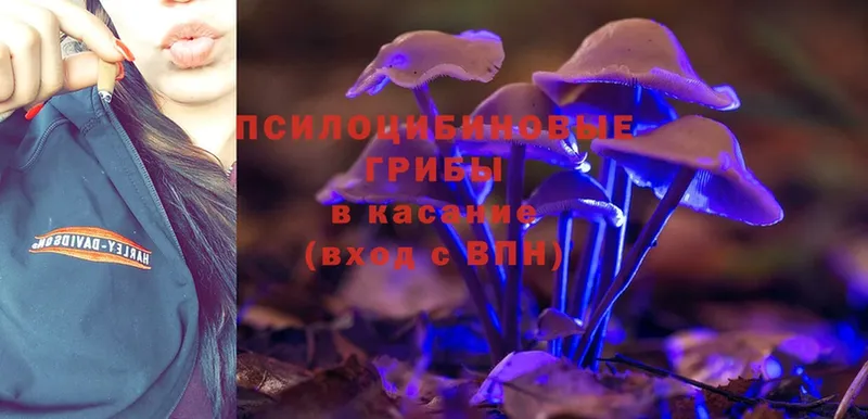 продажа наркотиков  Покачи  Галлюциногенные грибы Psilocybine cubensis 